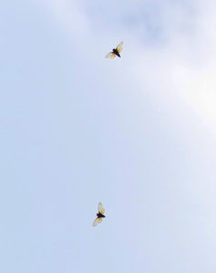 Magicicada cassini in flight in Colonia NJ by Roy Troutman