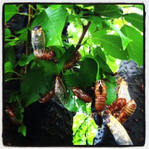 Magicicada exuvia and adults in Montclair NJ by Claudine Ohayon