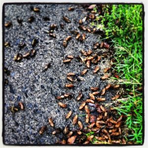 Magicicada exuvia and corpses in Montclair NJ by Claudine Ohayon