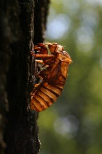 Magicicada exuvia by Roy Troutman