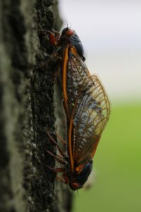 Magicicada mating by Roy Troutman