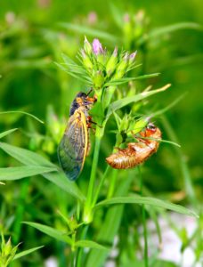 Magicicada on a flower in Scotch Plains by Judy Lanfredi