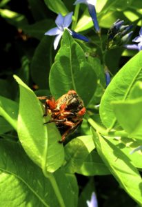 Magicicada on a leaf in Scotch Plains by Judy Lanfredi