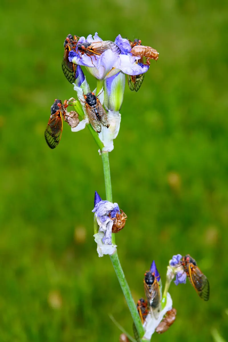 Magicicada on an iris flower in Scotch Plains by Judy Lanfredi