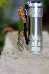 Magicicada septendecim and exuvia in Scotch Plains by Judy Lanfredi