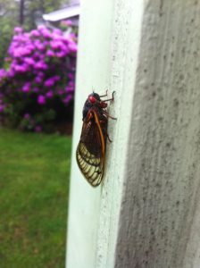 Magicicada septendecim from Montclair NJ by Claudine Ohayon