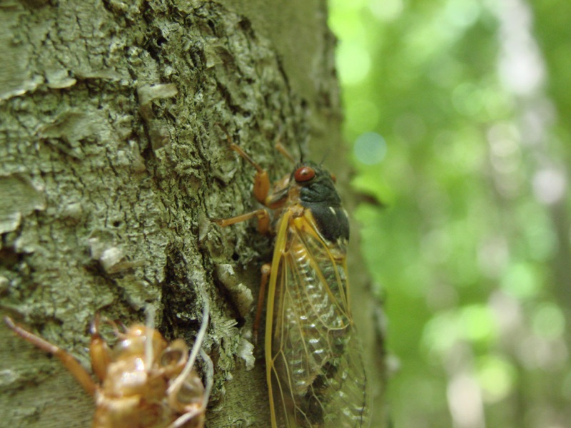 Magicicada septendecim in Connecticut by Jean-Francois Duval