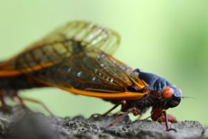 Magicicada septendecim mating by Roy Troutman