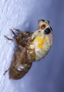 Magicicada undergoing ecdysis by Roy Troutman