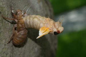 Magicicada undergoing ecdysis in Westfield NJ by Jim Occi