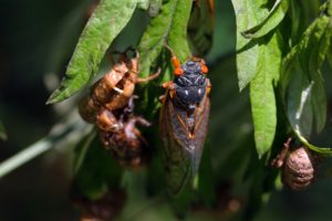 Magicicada with Exuvia by Roy Troutman