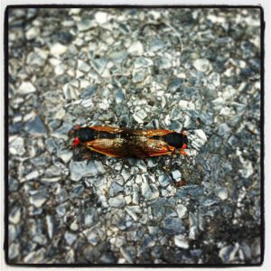 Mating Magicicada in Montclair NJ by Claudine Ohayon