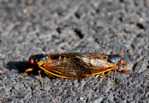 Mating Magicicada septendecim in Scotch Plains by Judy Lanfredi 2