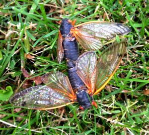 Mating Magicicada septendecim in Scotch Plains by Judy Lanfredi