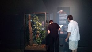 Roy Troutman and Elias Bonaros at the Periodical Cicada display at the American Museum of Natural History by Michelle Troutman