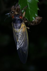Brood II; Teneral Magicada by Roy Troutman