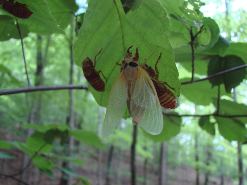 Teneral Magicicada and exuvia in Connecticut by Jean-Francois Duval