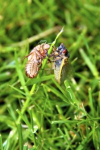 Teneral Magicicada and exuvia in Scotch Plains by Judy Lanfredi