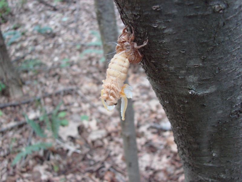 Teneral Magicicada in Connecticut by Jean-Francois Duval