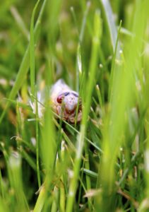 Teneral Magicicada in Grass in Scotch Plains NJ by Judy Lanfredi