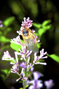 Teneral Magicicada on a flower in Scotch Plains by Judy Lanfredi