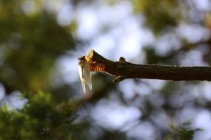 Teneral Magicicada on a stick in Scotch Plains by Judy Lanfredi