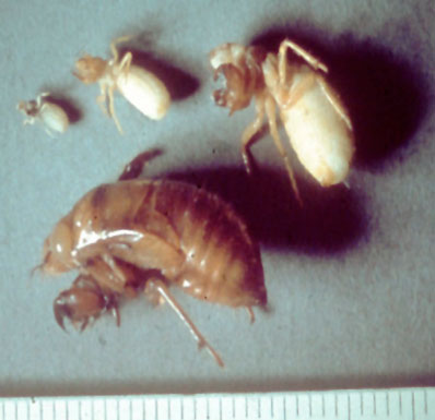 Cicada Nymphs