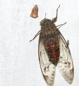 Cicada Found in Arunachal Pradesh_ India by Raghu Ananth 2