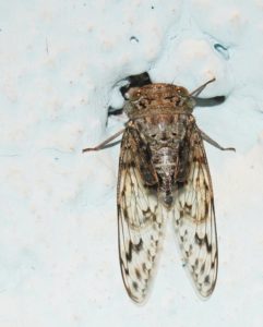 Cicada Found in Kukke Subramanya, Karnataka, India by Raghu Ananth