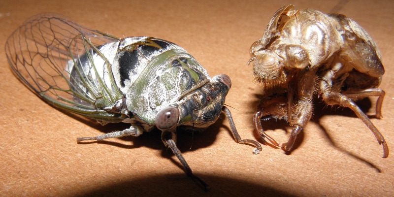 Neotibicen auletes female Manchester NJ