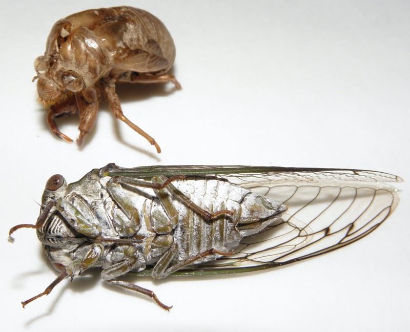 Ventral view. Neotibicen auletes female Manchester NJ