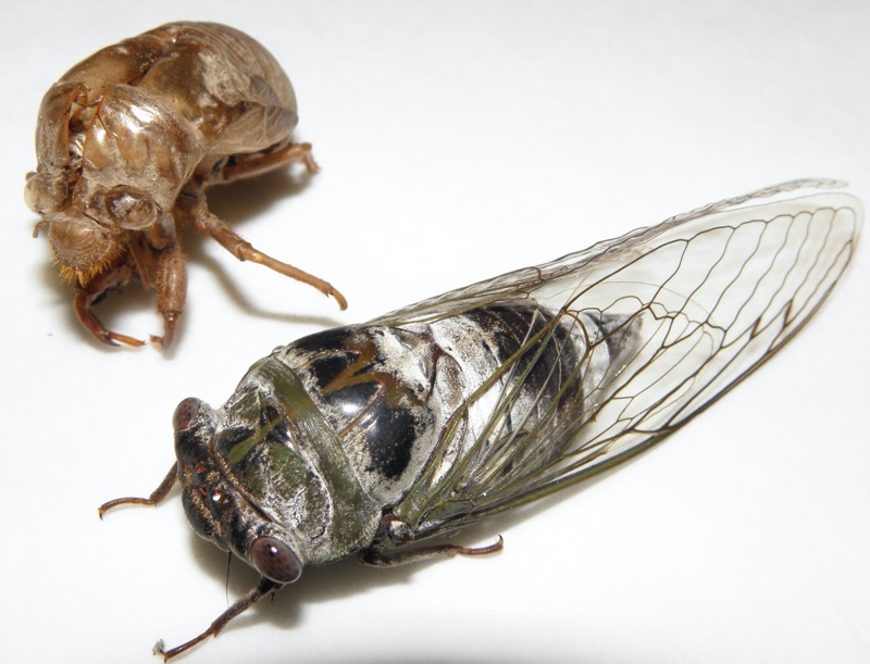 Dorsal view. Neotibicen auletes female Manchester NJ