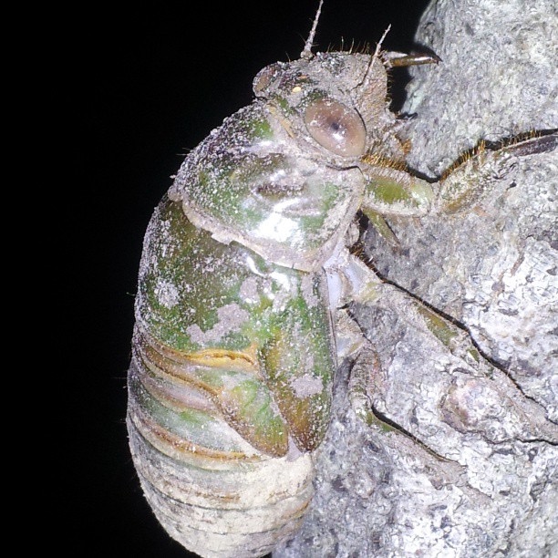 Neotibicen auletes nymph