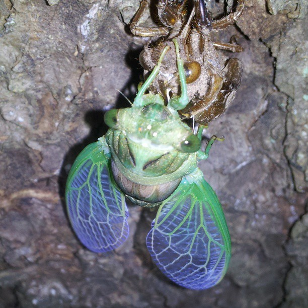 Teneral Swamp Cicada