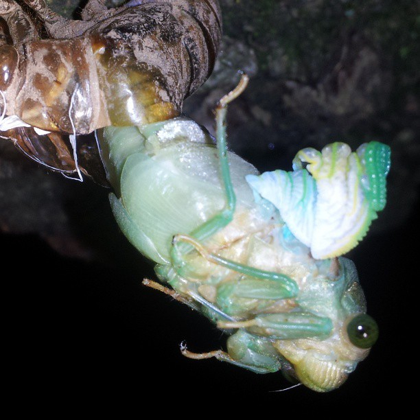 Swamp Cicada