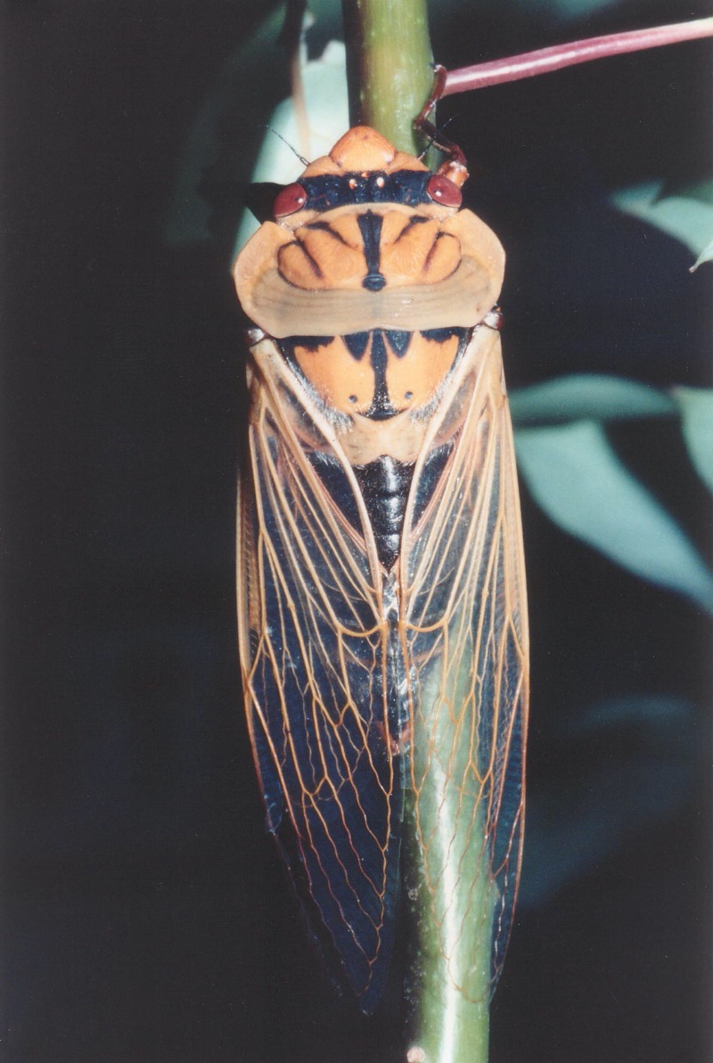 Masked Devil cicada (Cyclochila australasiae)
