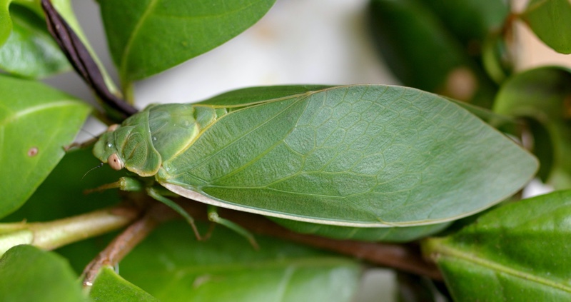 Bladder cicadas (Cystosoma saundersii)