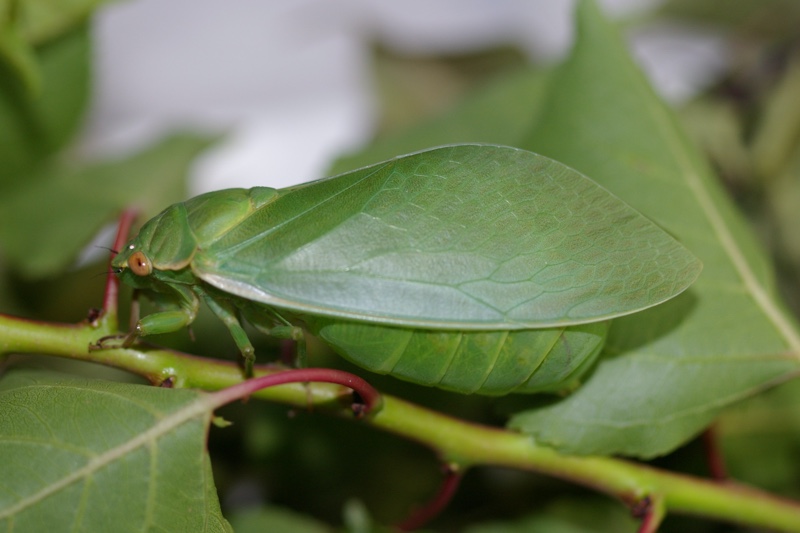 Bottle Cicada