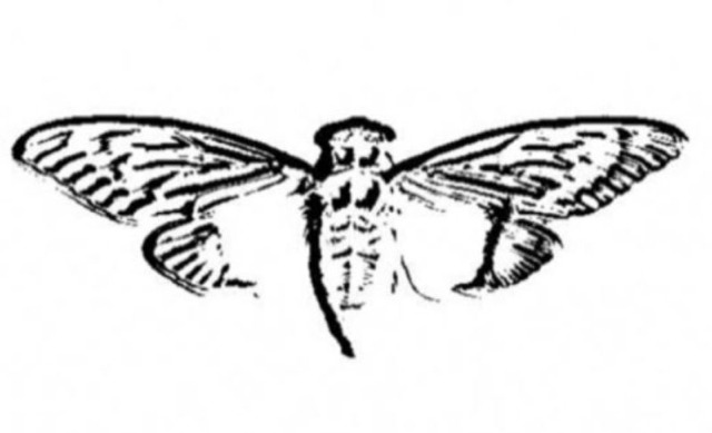 cicada 3301