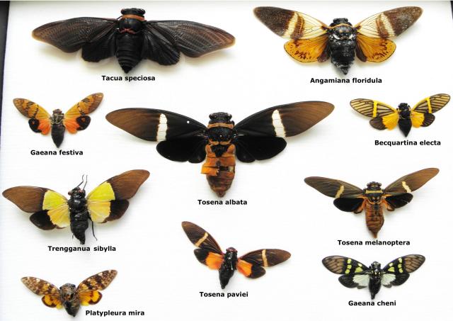 A visual comparison of some cicadas of Southeast Asia