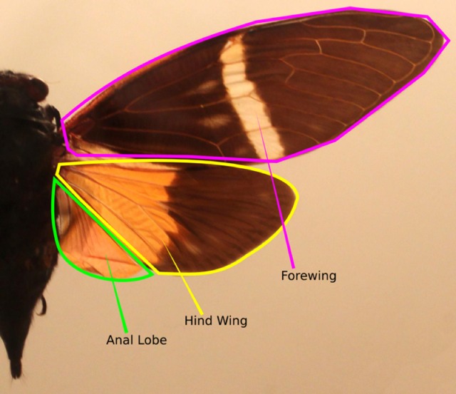 cicada wings