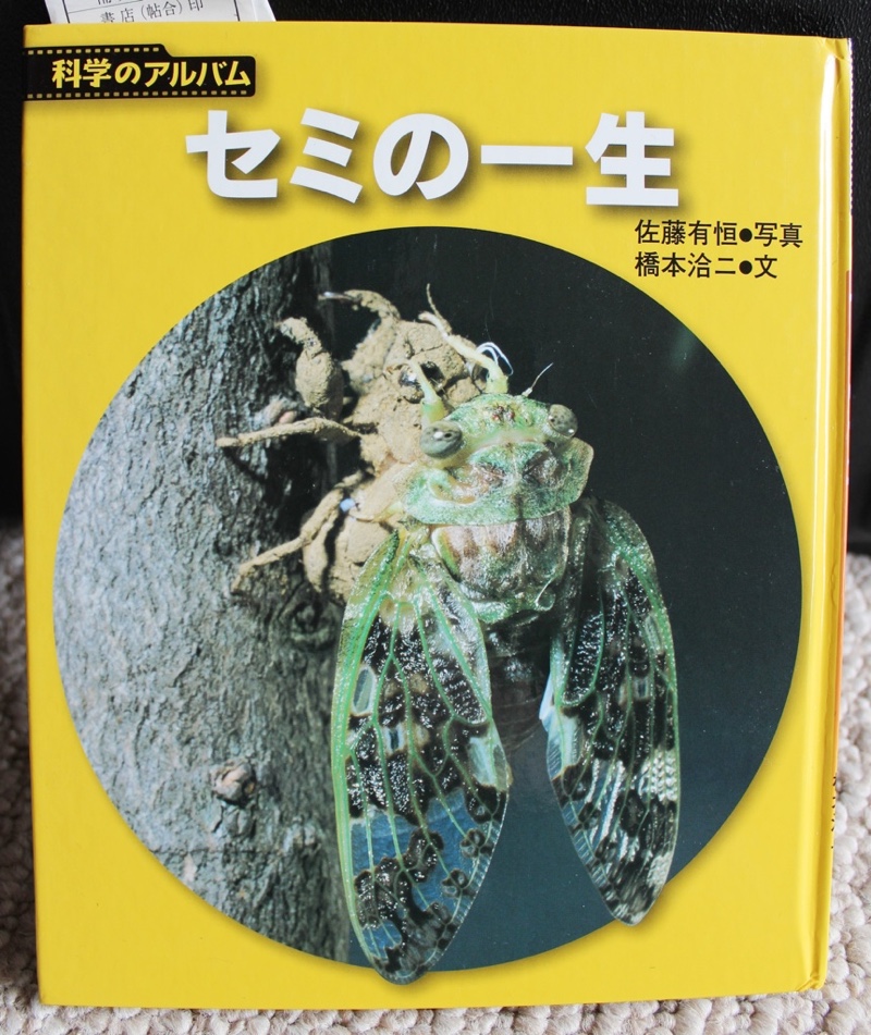 Another Cicada Book from Japan