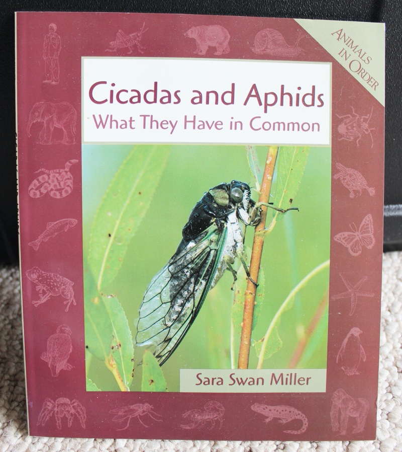 Cicadas and Aphids What They Have in Common by Sara Swan Miller