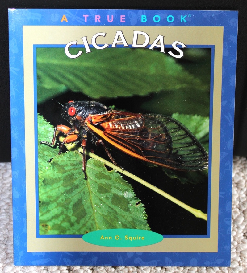 Cicadas by Ann O Squire