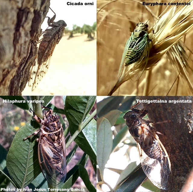 Iván Jesús Torresano García Four cicadas from Spain