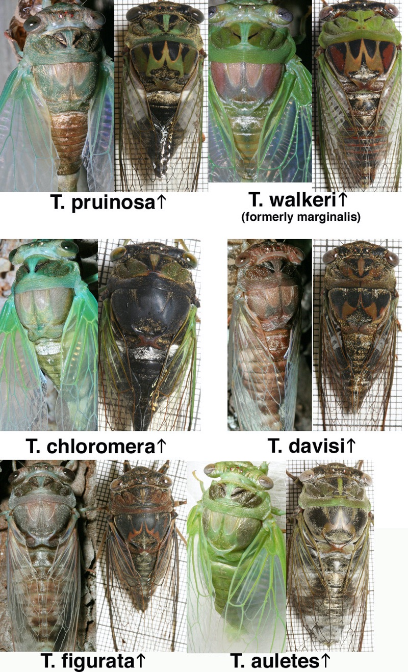 Paul Krombholz's image of recently molted and adult cicadas compared