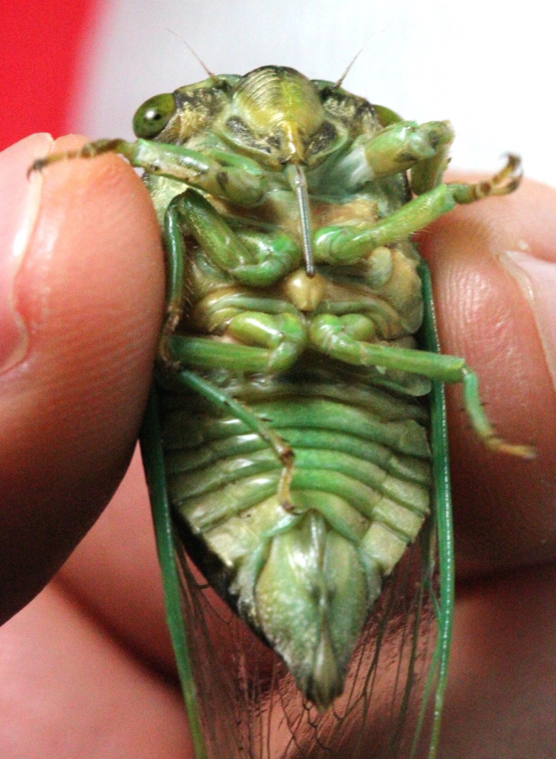 Female Neotibicen tibicen abdomen