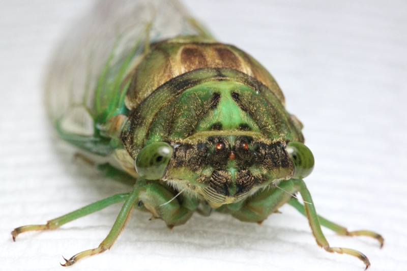 Teneral Neotibicen tibicen