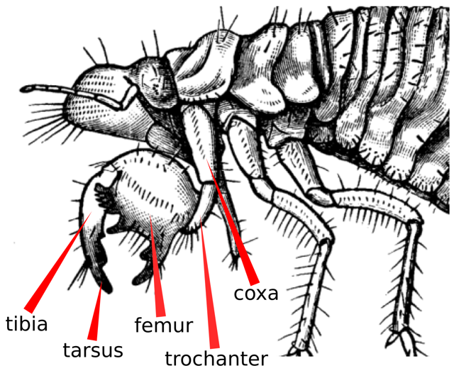 cicada foreleg