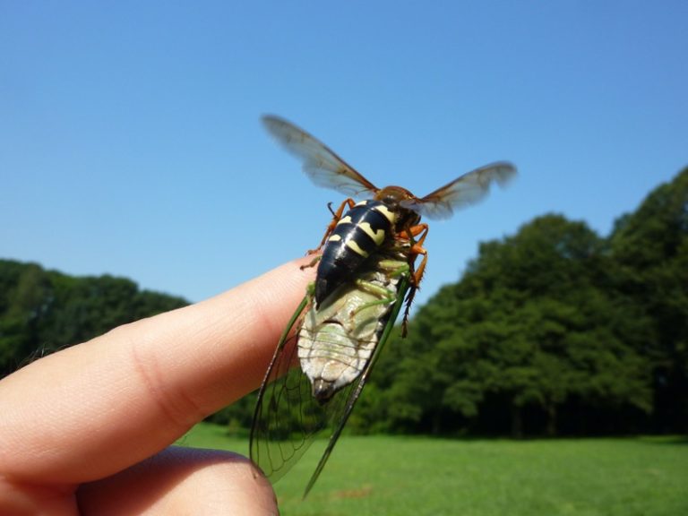 10 Facts about Cicada Killer Wasps Cicada Mania